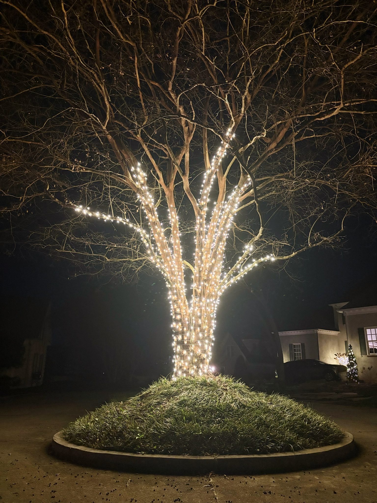 Crepe myrtle tree wrap example